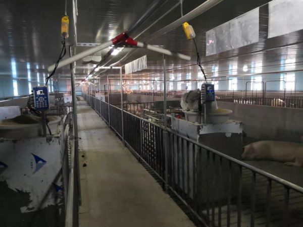 黑龙江15000头经产母猪猪场智能饲喂站安装案例